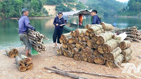 Bình Minh: Hướng đi mới từ quế và chè