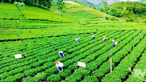 Hỗ trợ phát triển kinh tế tập thể