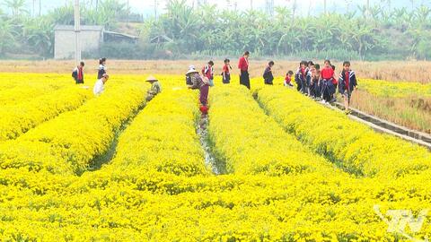 Hoàn thiện quy hoạch và chuỗi liên kết cho nông nghiệp