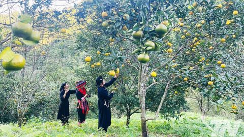 Thái Nguyên phát triển bền vững vùng cây ăn quả