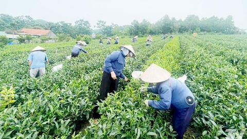 Vô Tranh nâng tầm giá trị cây chè