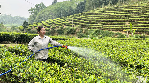 Cây chè Thượng Minh tìm chỗ đứng trên thị trường