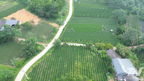 Cây chè - “chìa khóa” phát triển của Vô Tranh