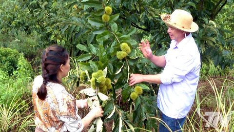 Tiềm năng từ cây dẻ ở vùng cao