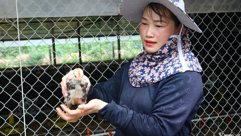 Thu tiền tỷ từ nuôi gà trang trại