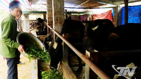 Ngành chăn nuôi Thái Nguyên duy trì tăng trưởng ổn định