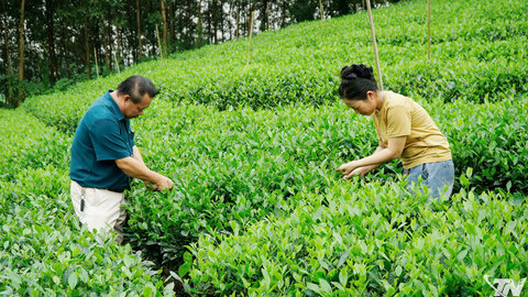 Khởi sắc ở Thành Công