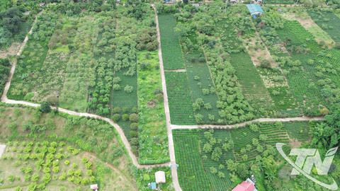 Cây 'xóa nghèo' ở Phiêng An