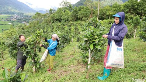Đồng Phúc nâng tầm giá trị cây chè Shan tuyết
