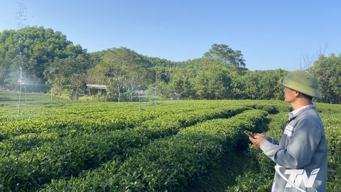 Hương chè Tân Thủy