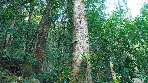 Biến rừng xanh thành 'rừng giàu'