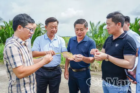 Tìm hiểu tình hình sản xuất lúa hữu cơ tại phường Láng Tròn