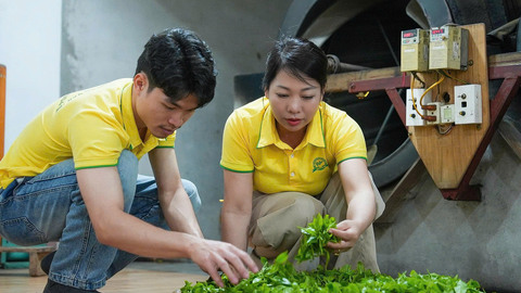 Dấu ấn của nữ giám đốc Hợp tác xã Hương Vân Trà