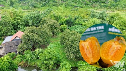 Hồng da tre - Lời hẹn cùng mùa Thu