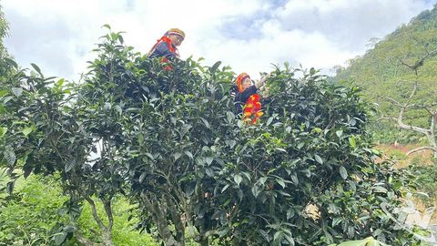 "Gói" vị trà trong những ống lam