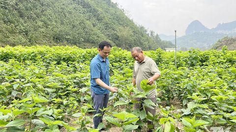 Bằng Thành tập trung phát triển kinh tế nông, lâm nghiệp