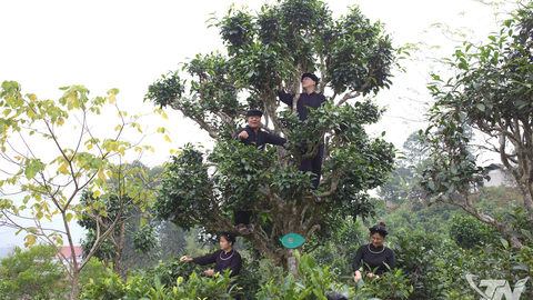 Giữ nghề cũ, mở lối đi mới