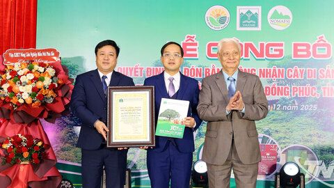 Quần thể 12 cây chè Shan tuyết tại xã Đồng Phúc được công nhận là 'Cây di sản Việt Nam'