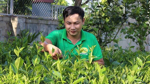 Hương quê lan toả trong từng búp chè