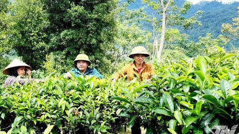 Tạo sinh kế giảm nghèo bền vững