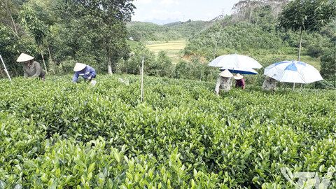 Hỗ trợ nguồn lực, nâng giá trị cây chè Yên Trạch