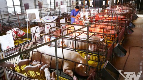 Đẩy mạnh tái đàn vật nuôi phục vụ thị trường Tết