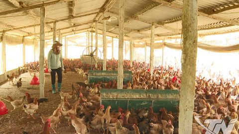 Chăn nuôi thích ứng sau dịch bệnh