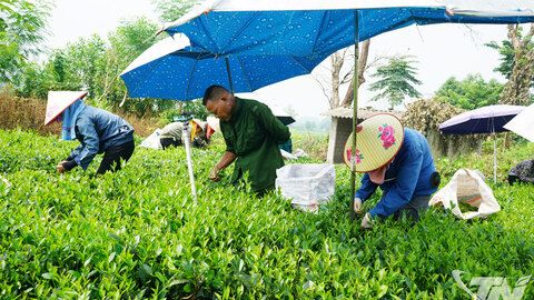Phú Thịnh vững thế và lực