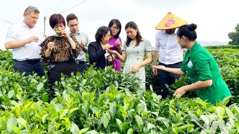 Trà Thái Nguyên - Di sản trăm năm và khát vọng vươn xa