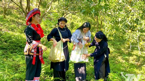 Bạch Thông - Mùa quýt chín