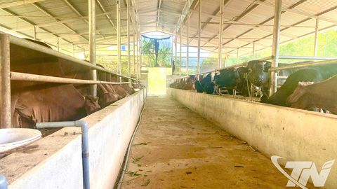 Liên kết chăn nuôi mở hướng thoát nghèo