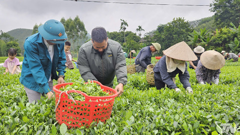 Văn Hán phát triển cây chè theo hướng bền vững