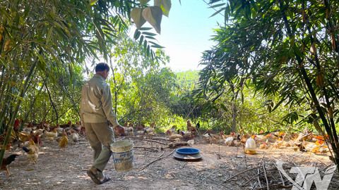 Gỡ khó đầu ra cho gà đồi Phú Bình