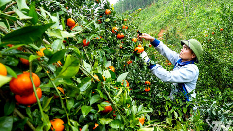 Khơi dậy nội lực nông dân trong sản xuất, kinh doanh