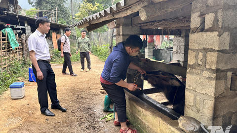Nghiên Loan chủ động phòng, chống dịch bệnh trên đàn vật nuôi