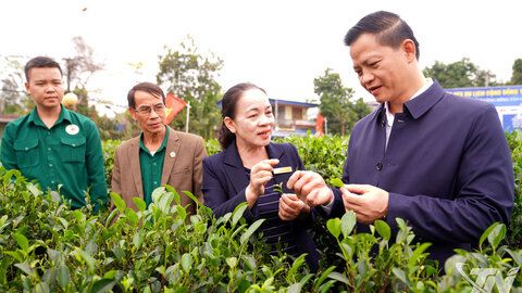 Đồng chí Chủ tịch UBND tỉnh thăm Hợp tác xã chè Hảo Đạt