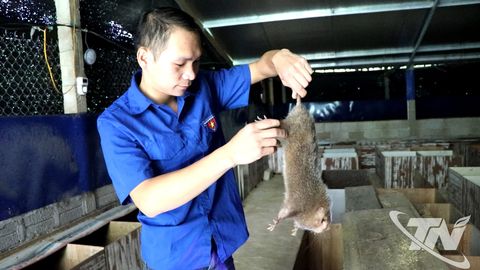 Nuôi dúi - hướng mở cho kinh tế nông thôn