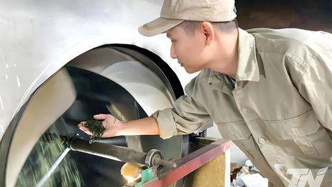 Chọn đường khó để 'sống bền' với cây chè