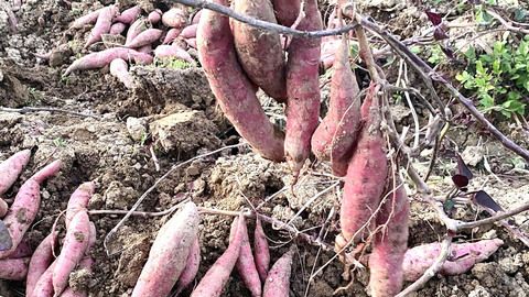 'Mật ngọt' vùng cao