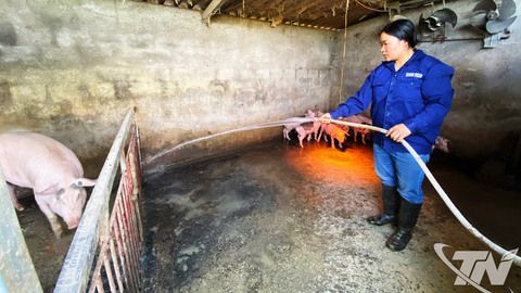 Tăng cường tái đàn, kiểm soát dịch bệnh trên vật nuôi