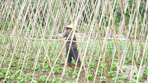 'Chạy nước rút' sản xuất vụ đông