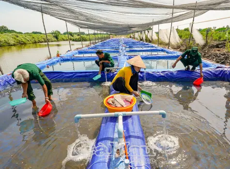 Xã Phan Ngọc Hiển - Khơi dậy tiềm năng, dựng xây giai đoạn mới