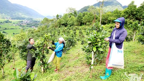 Liên kết phát triển thương hiệu chè Thái