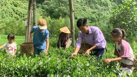 'Đánh thức' vùng chè cằn bằng chuyển đổi số