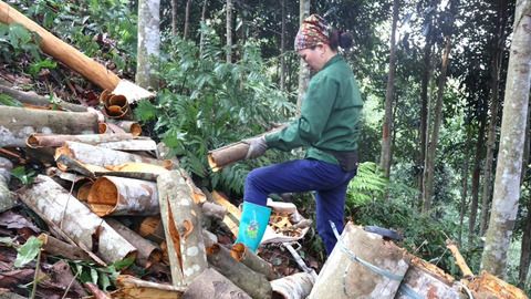 Triển vọng làm giàu từ cây quế ở vùng cao