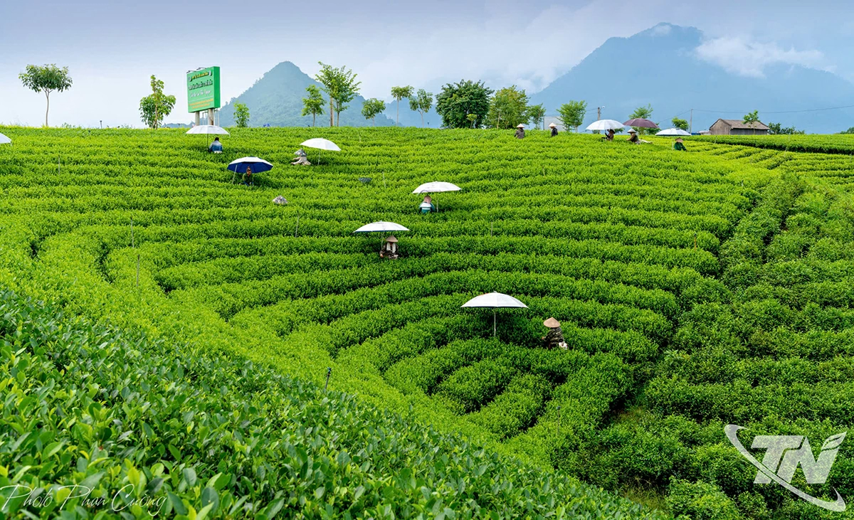 Xanh hóa chuỗi giá trị nông sản