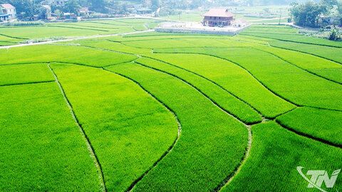 Tín chỉ carbon - đa lợi ích trong canh tác lúa