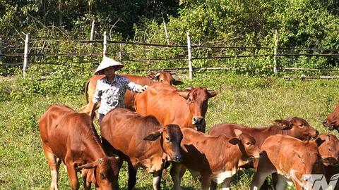 Khai thác lợi thế để phát triển chăn nuôi gia súc