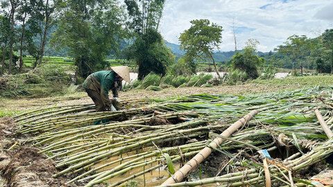 Chủ động khắc phục thiệt hại, ổn định sản xuất sau lũ
