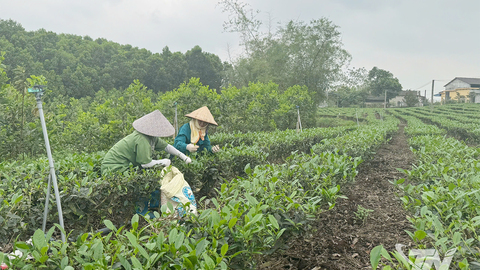 Sản lượng chè búp tươi đạt gần 40 nghìn tấn